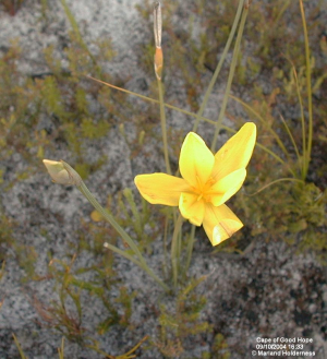 Follow up on Bobartia, Cape Point - 2004